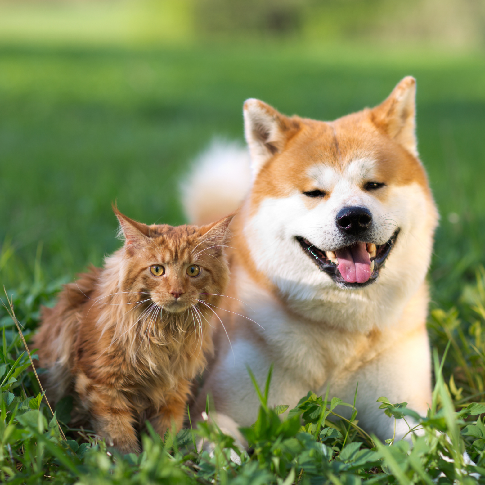 Distribuidoras com planos para clientes